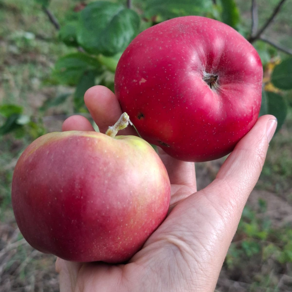 jabloň Gdansky hranáč plody