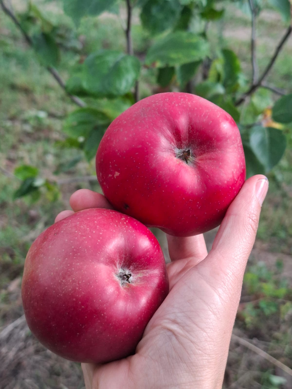 jabloň gdánsky hranáč plody 