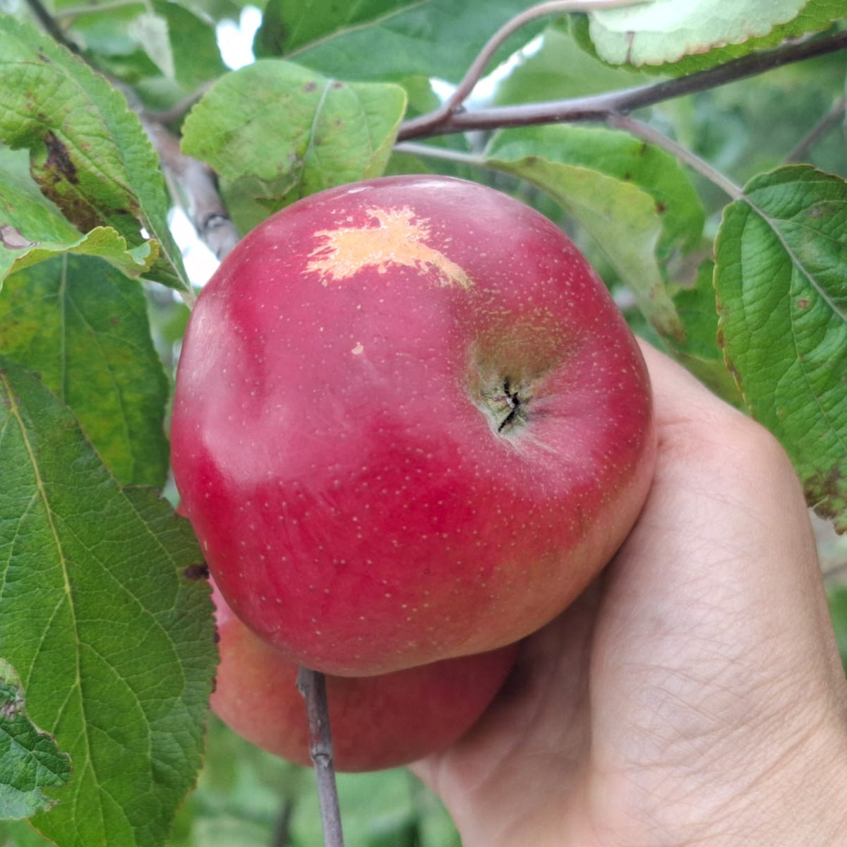 jabloň gdánsky hranáč plody 