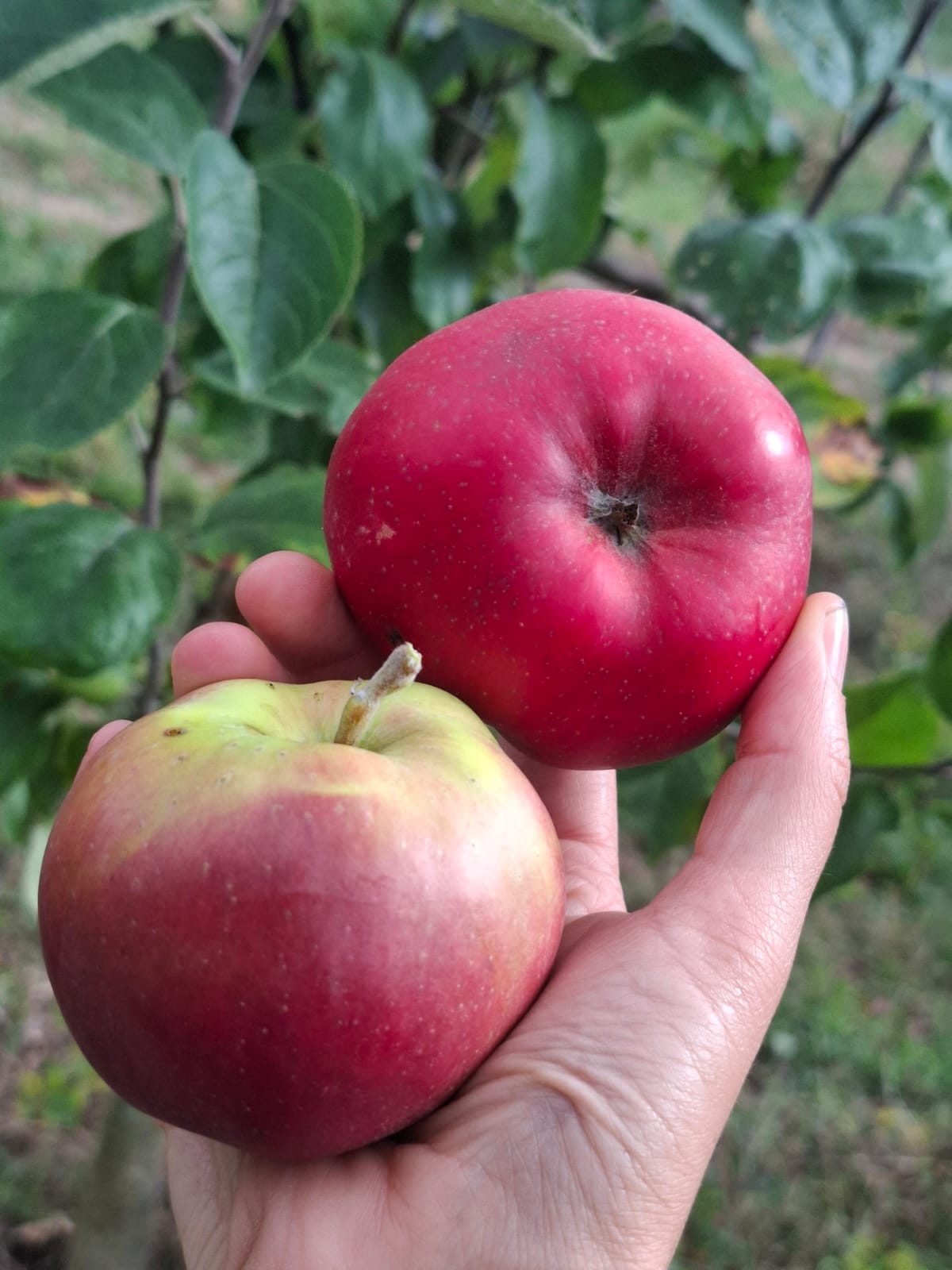 jabloň gdánsky hranáč plody 
