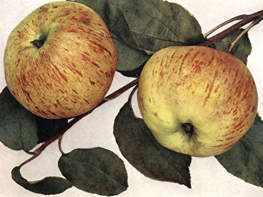 Jabloň Grávštýnske plody