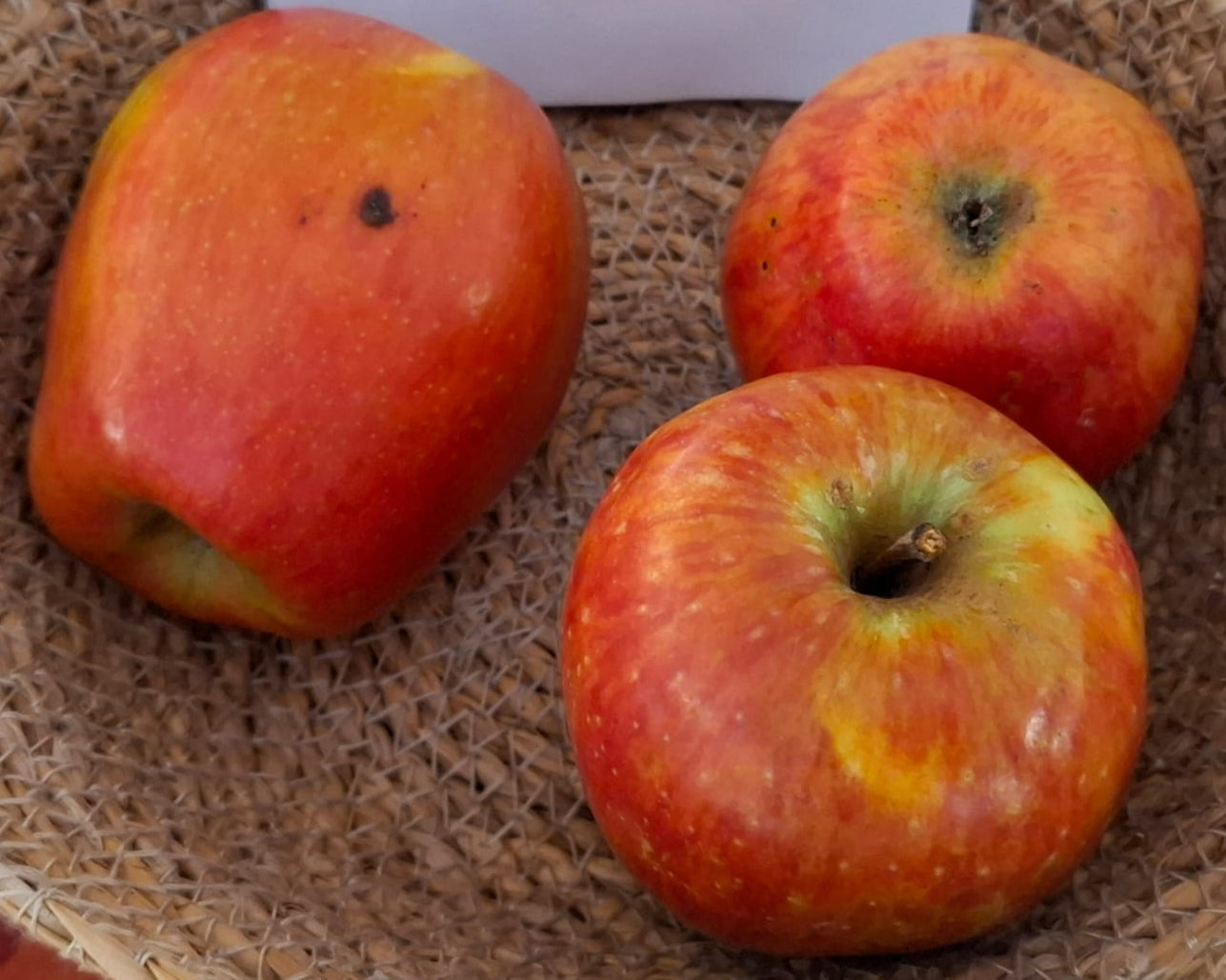 Jabloň Gustavovo trvanlivé