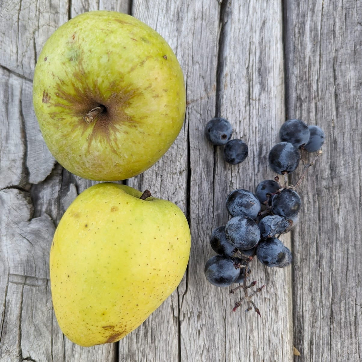 Jabloň Hontianska končiarka plody detail jablká