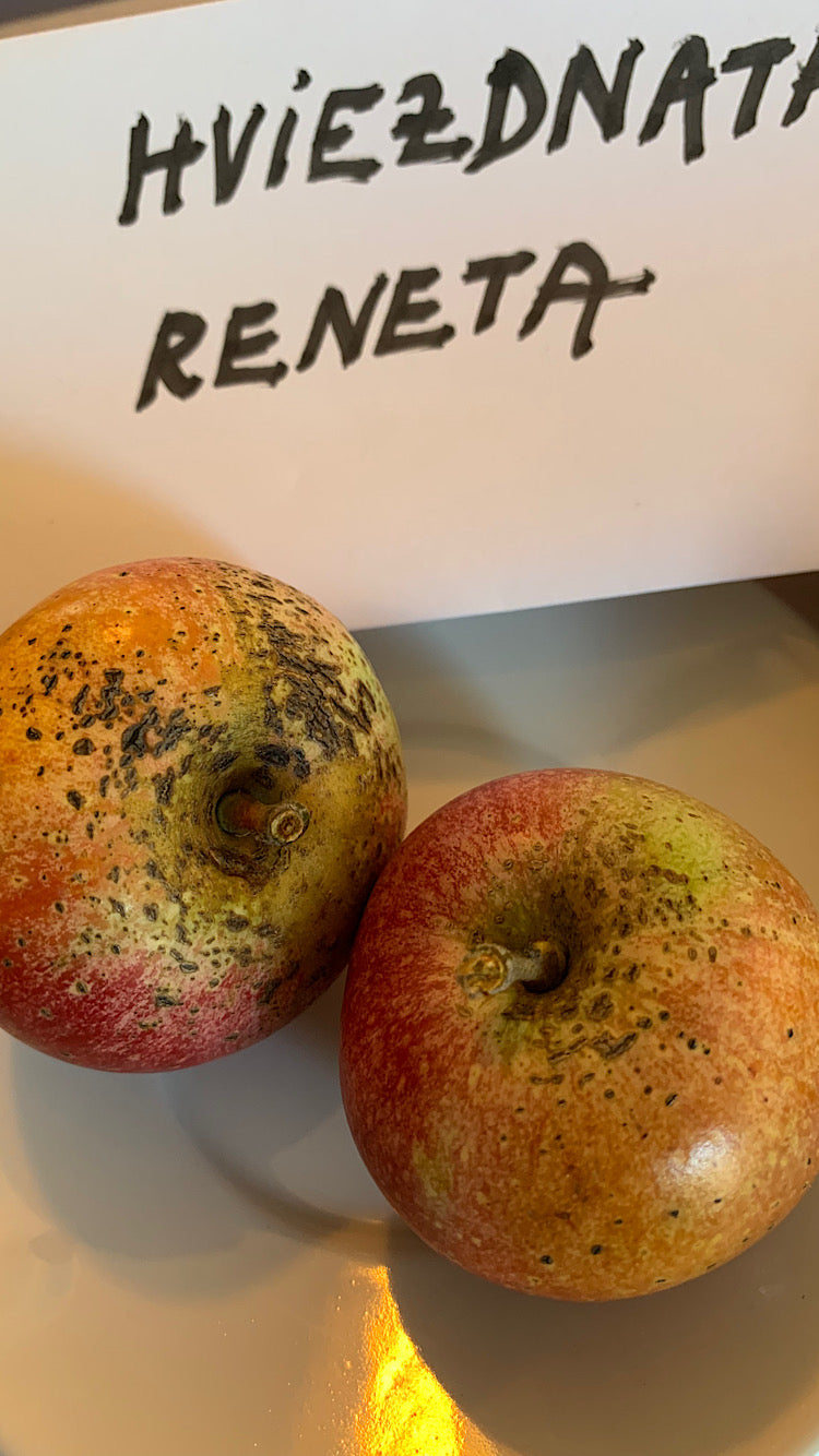 Jabloň Hviezdnatá reneta