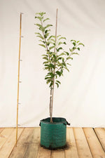 Jabloň Jadernička moravská strom airpot arbotaška