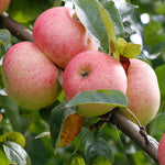 Jabloň Jakob Fischer plody