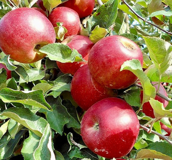 Jabloň Jonathan (Jonatán)