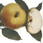 Jabloň Kniežacie zelené plody