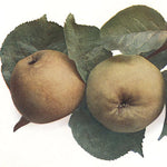 Jabloň Kožená reneta jesenná plody