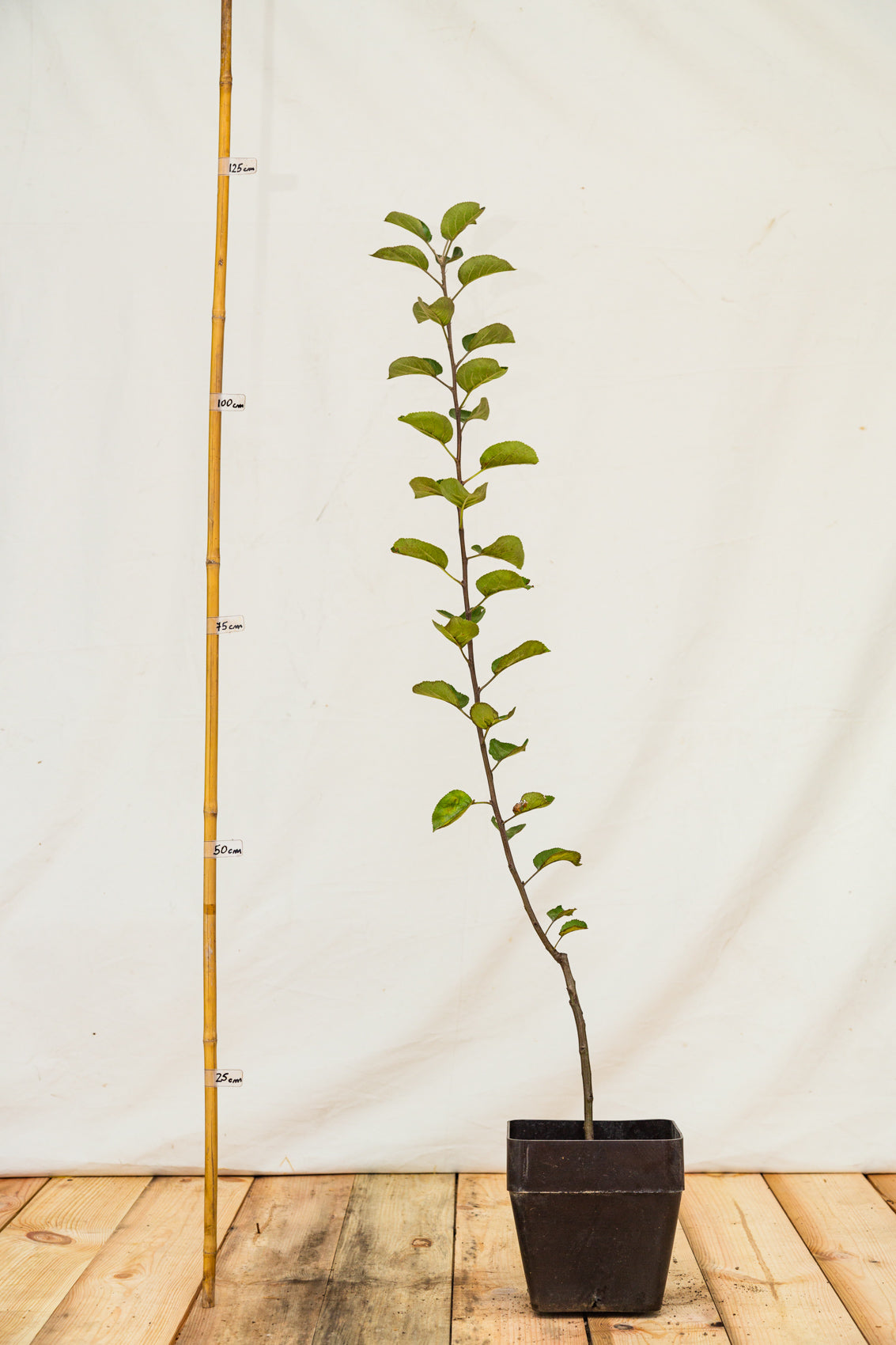 OSJKRAZKMM106 krasokvet žltý kontajner hrotiak