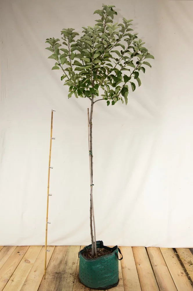 Jabloň Krasokvet žltý strom airpot