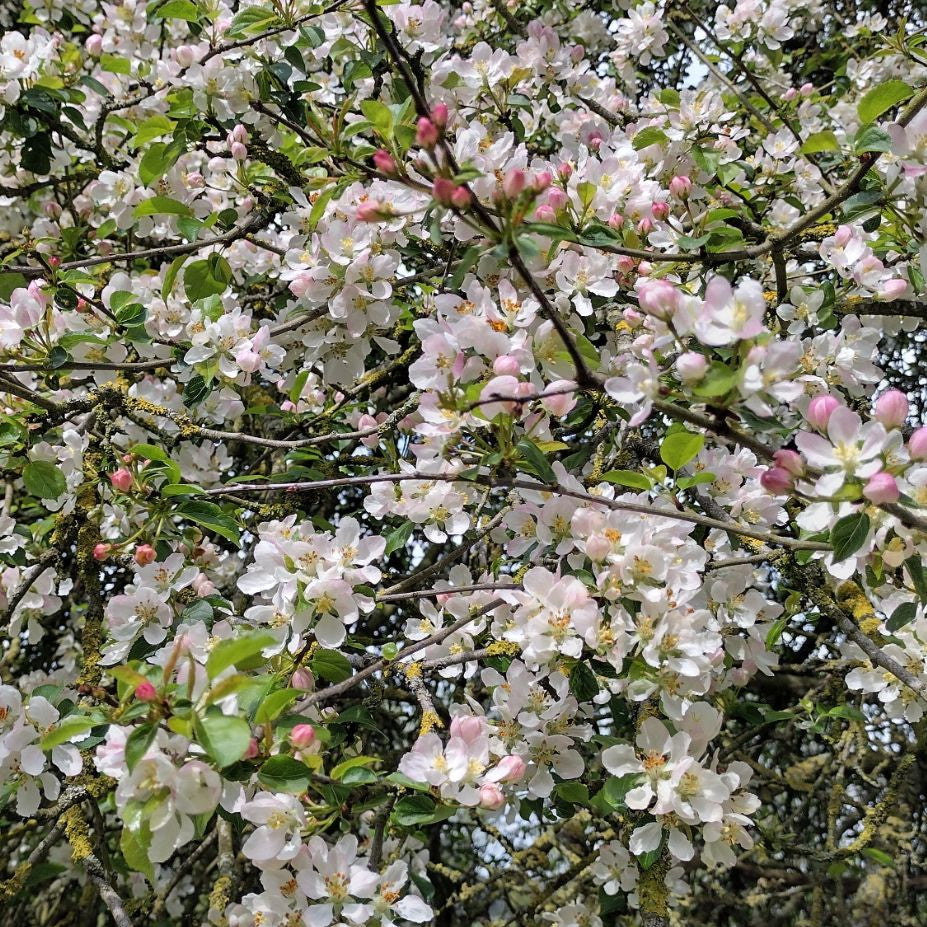 Jabloň lesná detail strom kvety