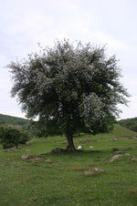 Jabloň lesná strom