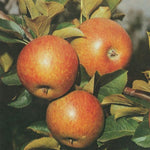 Jabloň Lord Lambourne plody detail