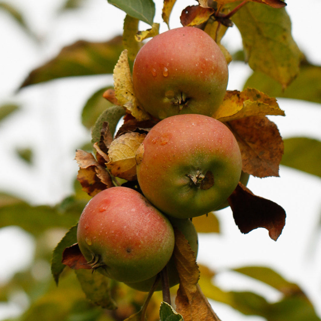 Jabloň Major plod