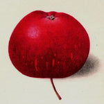 jabloň malinové jesenné plod