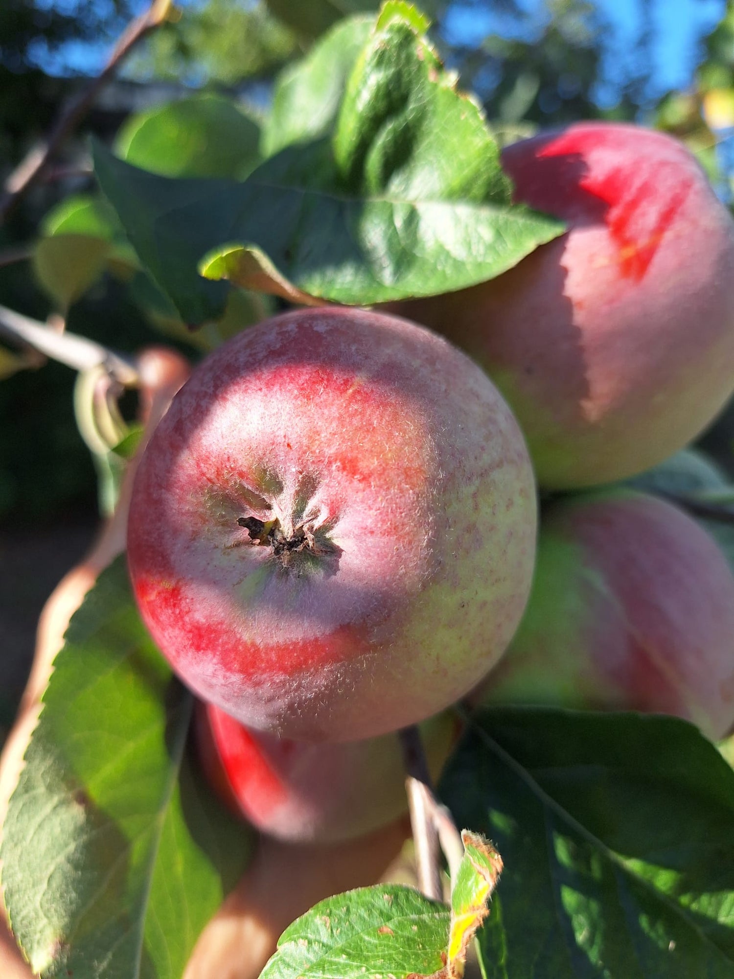 Jabloň Malinové podzimní