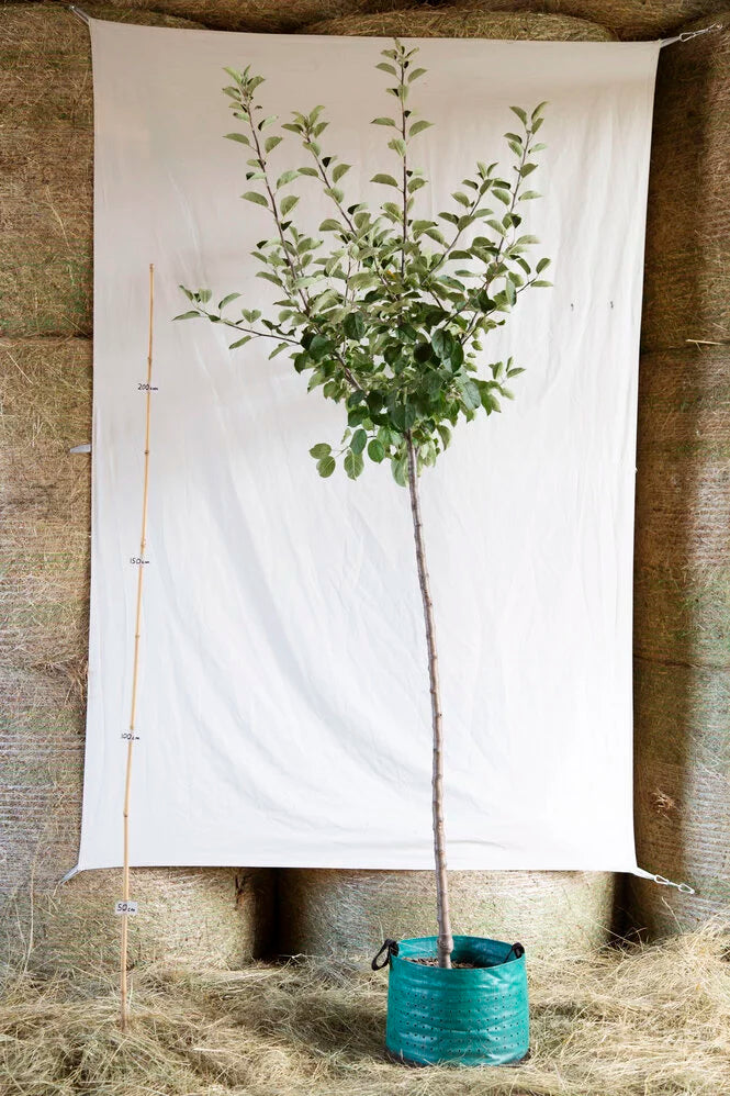 Jabloň Matkino strom airpot arbotaška