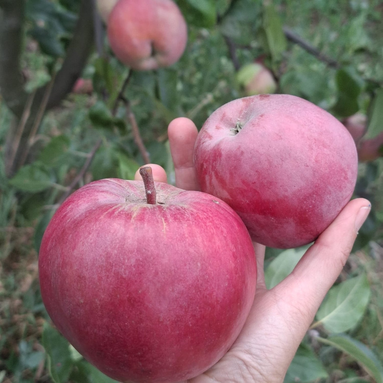 Jabloň Meklenburské plody detail