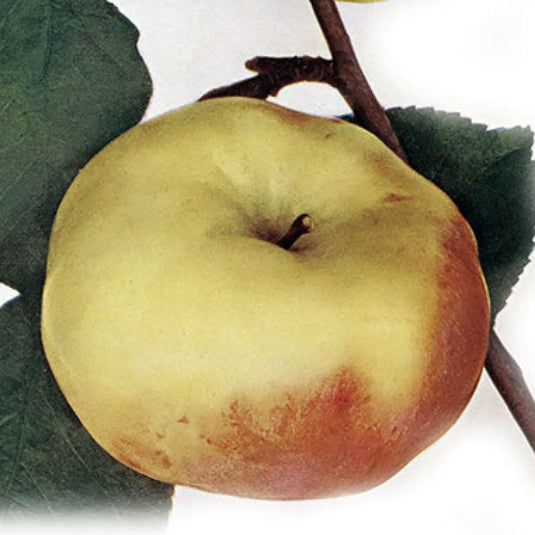 jabloň Ontario plod 