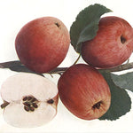 jabloň Panenské české plody 