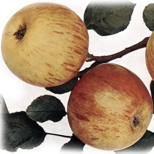 jabloň Parména zlatá zimná plody 