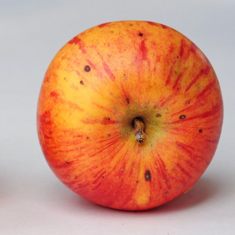 Jabloň Parména zlatá zimní