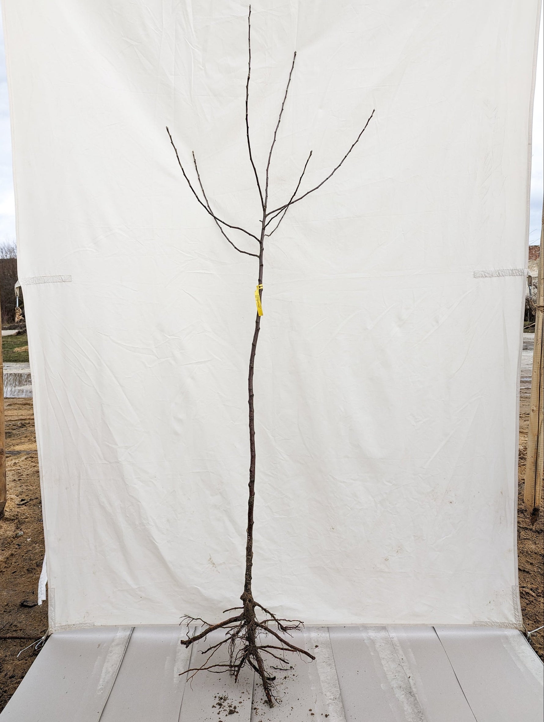 jabloň voľnokorenný strom polokmeň