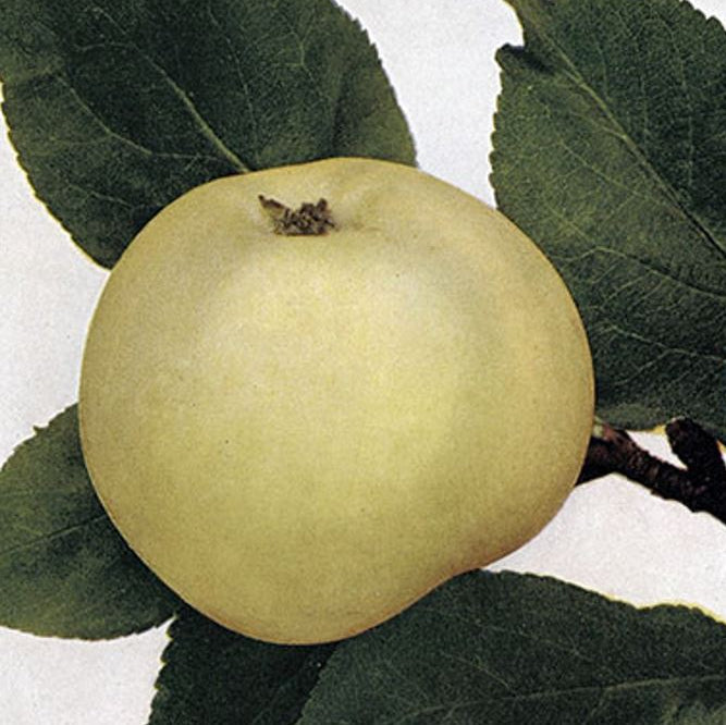 jabloň Priesvitné letné plody 