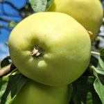 jabloň Priesvitné letné plody 