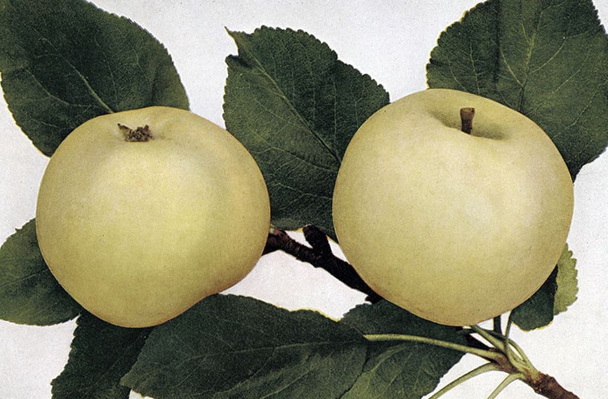 jabloň Priesvitné letné plody 