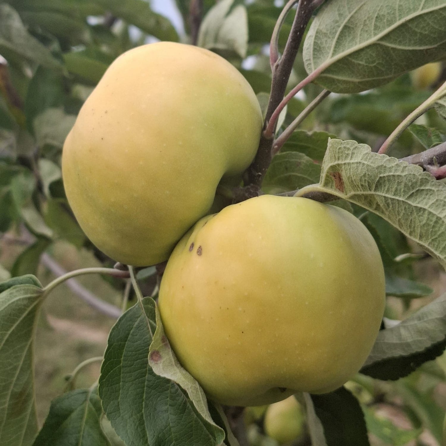 jabloň punčové plody