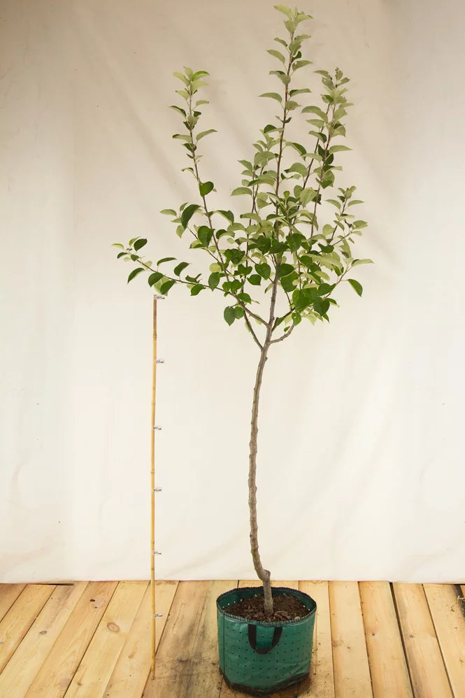 Jabloň Ribstonské airpot arbotaška strom