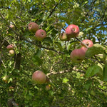 Jabloň Sikulské plody detail