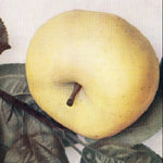 jabloň Smiřické vzácne plod