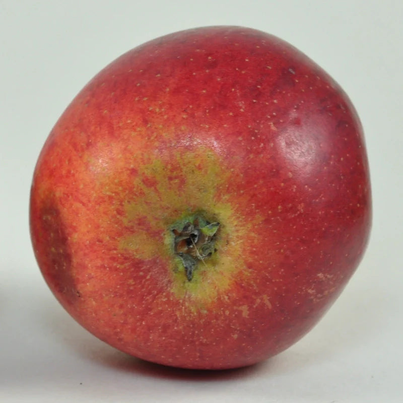 jabloň Solivarské ušľachtilé plod