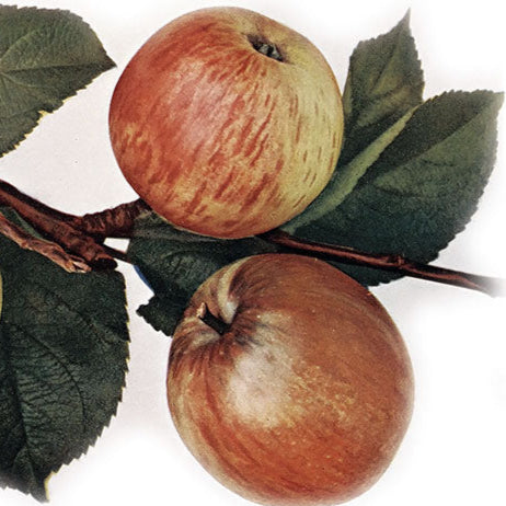 jabloň Strýmka červená plody 