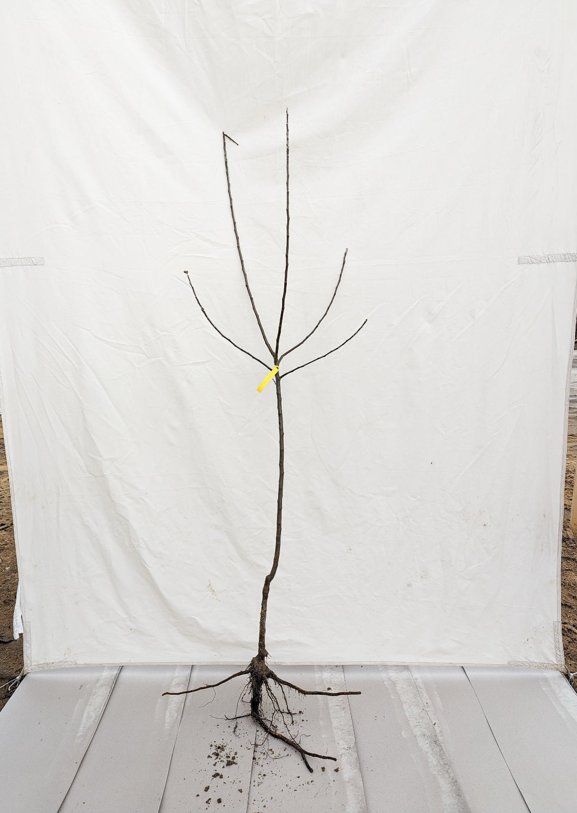 jabloň voľnokorenný strom štvrťkmeň