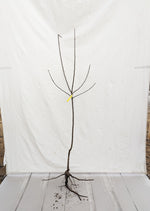 jabloň voľnokorenný strom štvrťkmeň