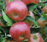 Jabloň Topaz plody detail