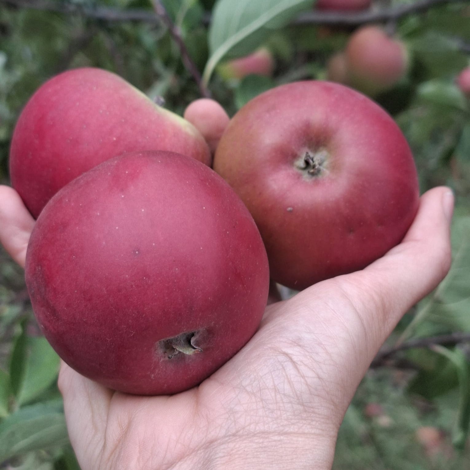 jabloň Vejlímek červený plody
