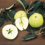 Jabloň Virginské ružové plody detail