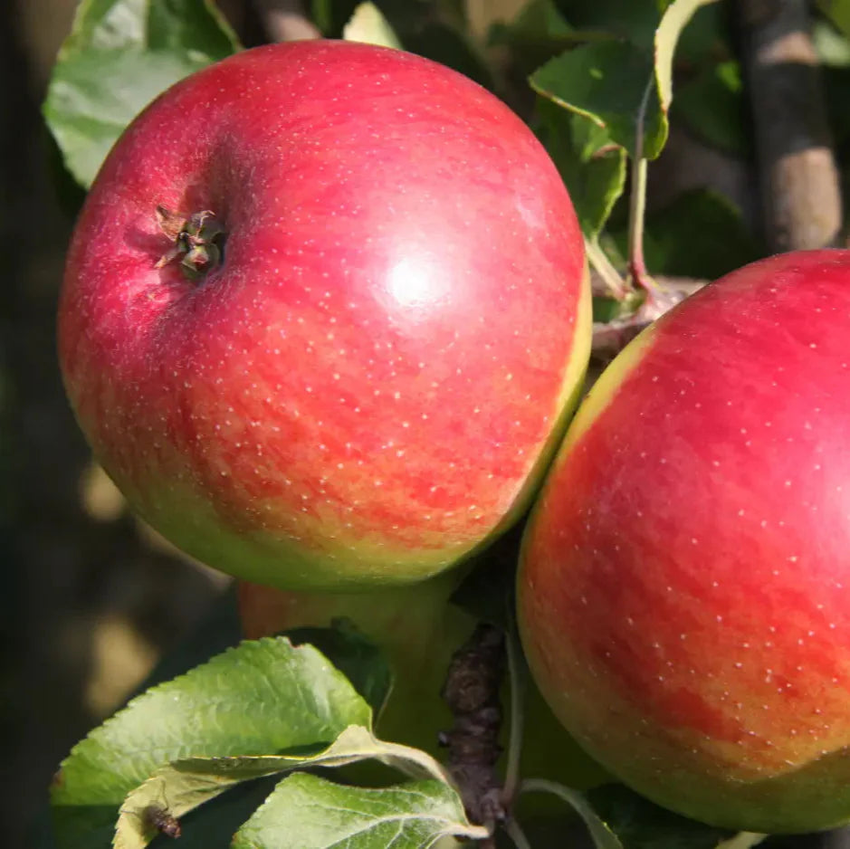 Jabloň Wealthy plody detail