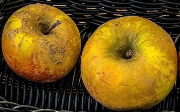 jabloň Wesenerovo plody