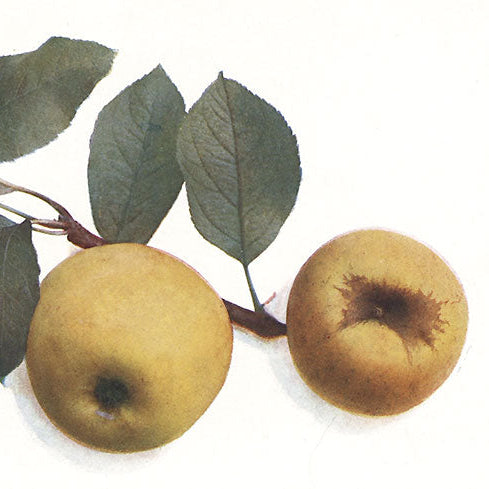 jabloň Zlatožltá reneta plody 