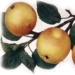 jabloň Zuccalmagliova plody 