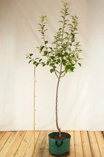 Jabloň Zuccalmagliova airpot arbotaška strom