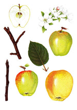 jabloň Zvonkové plod list letorast kvety