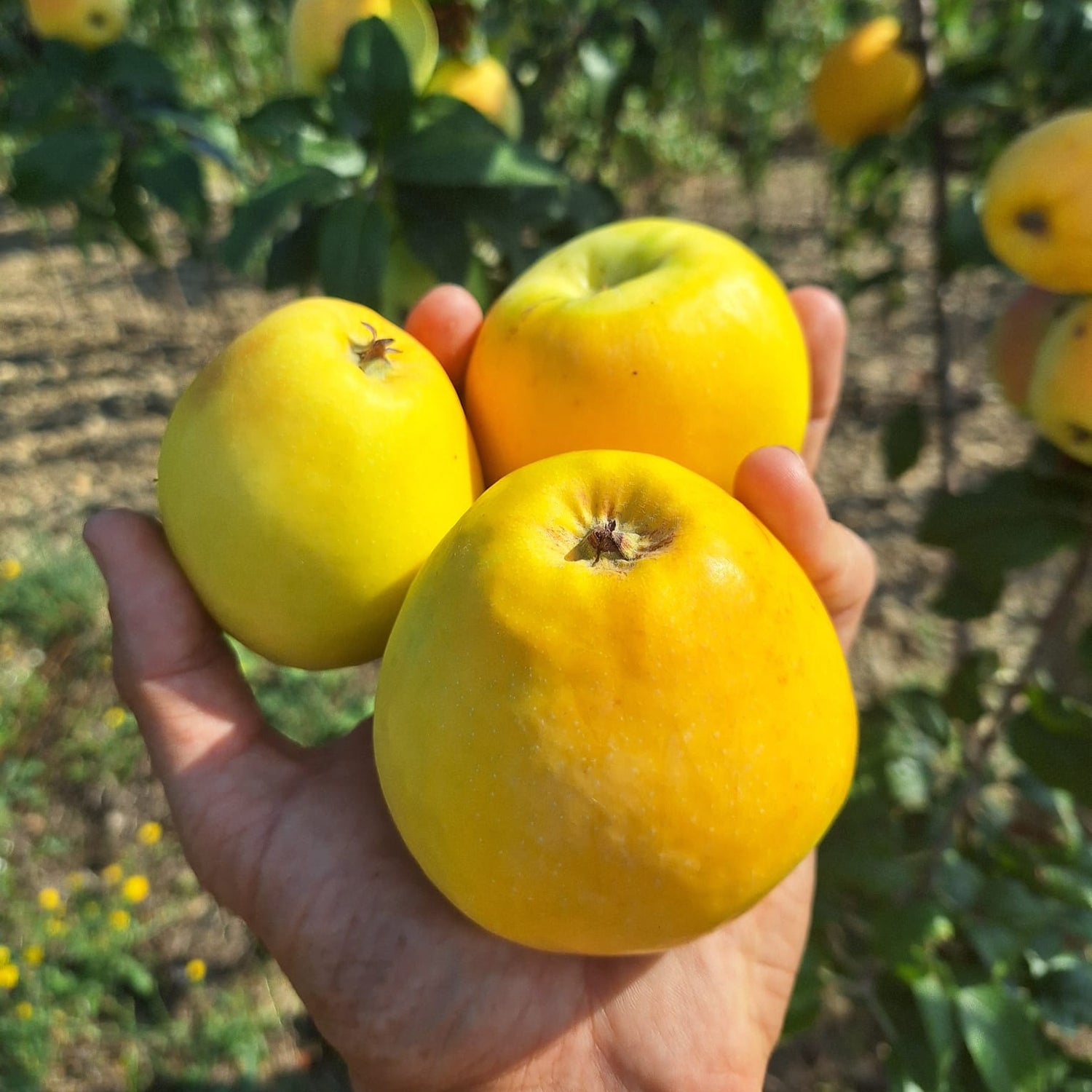 jadernička moravská plody 