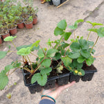 jahoda aromas plato 10ks OKJAROM10